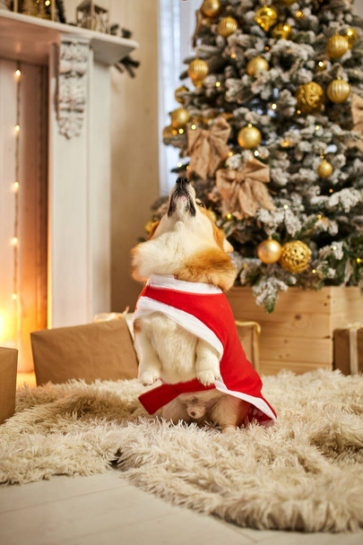 Χαριτωμένο σκυλί welsh corgi στέκεται στα πίσω πόδια και ακούει τις εντολές των ιδιοκτητών. Υψηλής ποιότητας φωτογραφία - Φωτογραφία, εικόνα