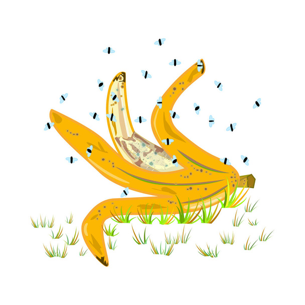 Fruit flies and banana peel isolated on white background. Drosophila melanogaster. Insect swarming around food scraps. Flies flying above peeled banana in grass. Organic waste or kitchen leftovers and pest. Stock vector illustration - Vector, Image