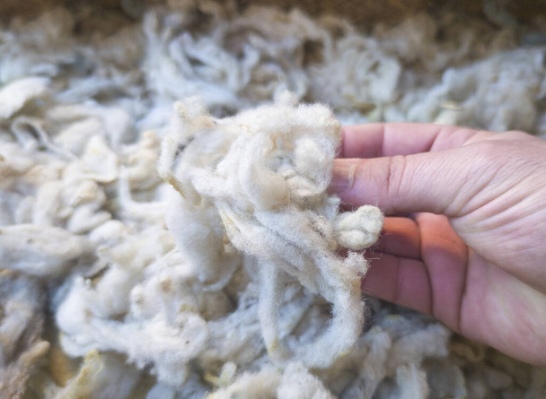 Mano de hombre maduro tocando una cerradura de lana recién cortada. Lana cruda del vellón de las ovejas - Foto, imagen
