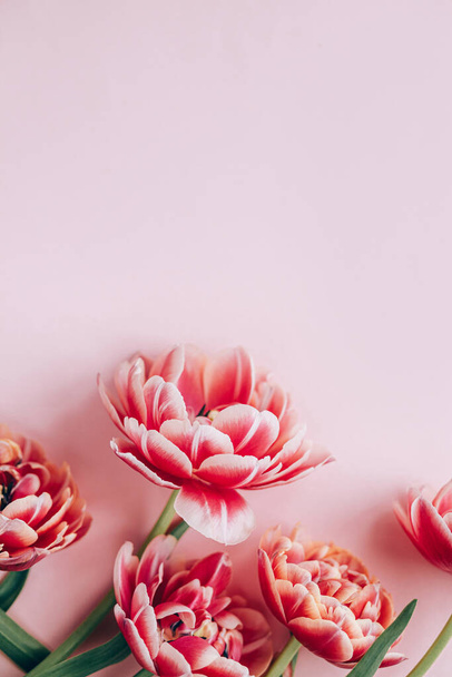Moderní tulipány ležely na růžovém pozadí. Šťastný Valentýn a šťastný den matek. Stylový krásný květinový rámeček s prostorem pro text. Křehké červené a růžové květy prapor - Fotografie, Obrázek