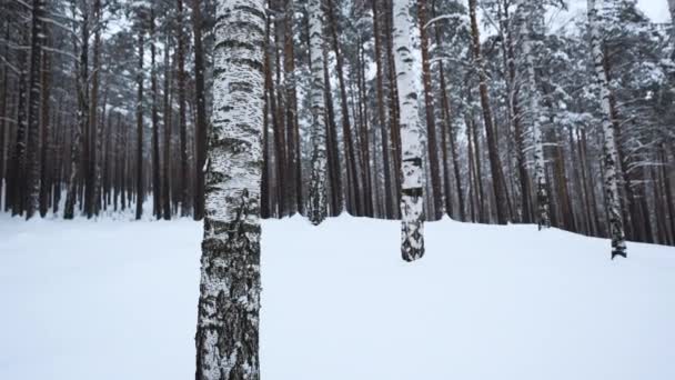 Χιονισμένο και μαγικό ήσυχο δάσος το χειμώνα. Μέσα ενημέρωσης. Όμορφο παγωμένο πρωινό και σημύδες - Πλάνα, βίντεο