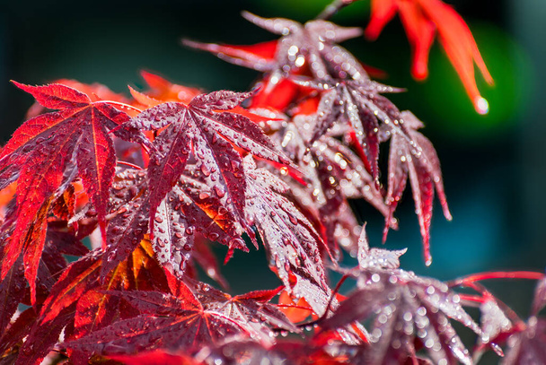 Prachtige sier rode Japanse esdoorn takje met ochtenddauwdruppels. Acer palmatum. Close-up van speelse glanzende pally gelobde bladeren of waterdruppels met witte bokeh op donkergroen-blauwe wazige achtergrond. - Foto, afbeelding