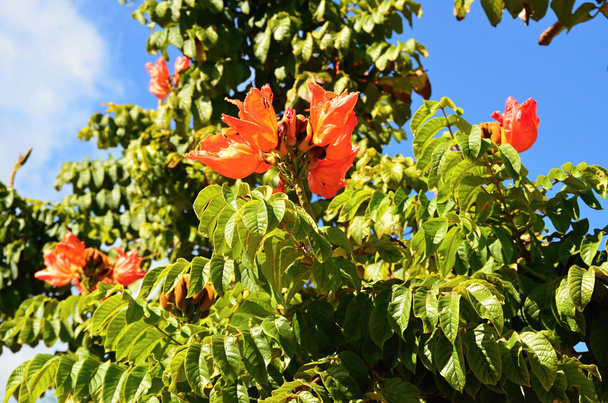 Tulip дерева - спалювання дерево на Кубі - Фото, зображення