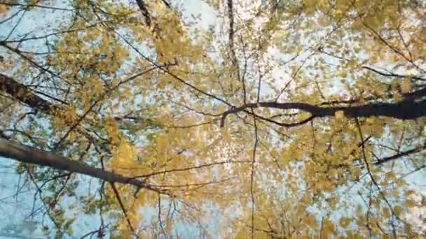Enchanting Fall Glow: Sun-Kissed Trees in a Multicolored Symphony. High quality 4k footage - Footage, Video