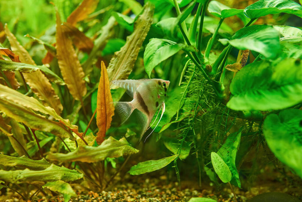Ornamental fish Scalaria or angelfish Pterophyllum scalare in close-up - Fotografie, Obrázek