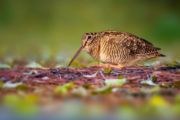 A sandpiper looking for food on the ground. Eurasian Woodcock. Brown nature background.  - Photo, Image
