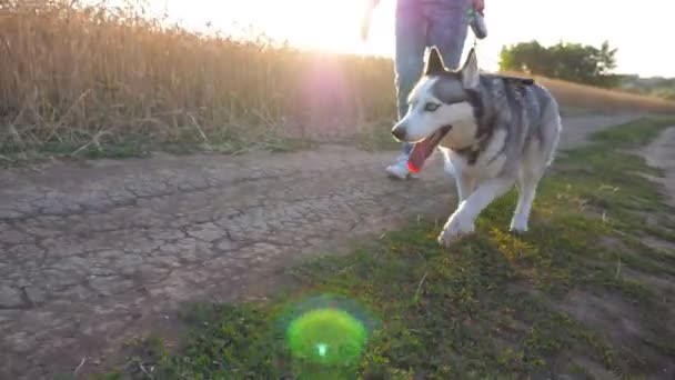 Dolly shot of siberian husky dog pulling the leash during walking along road near wheat field at sunset. Feet of young girl going along the path near meadow with her cute pet. Low angle view. - Footage, Video