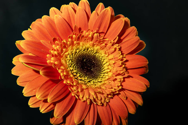 Güzel Gerbera çiçeği, yakın görüş. - Fotoğraf, Görsel