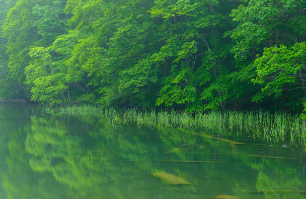 Tsutanuma Pond in Aomori, Japan - Photo, Image