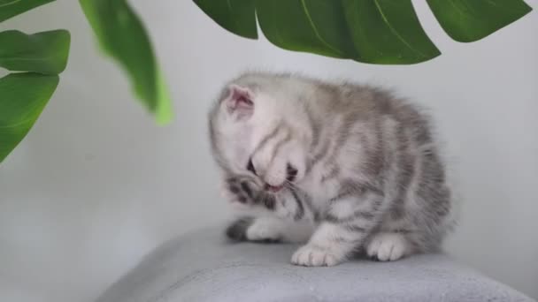 słodkie mały purred kot myje się sam - Materiał filmowy, wideo