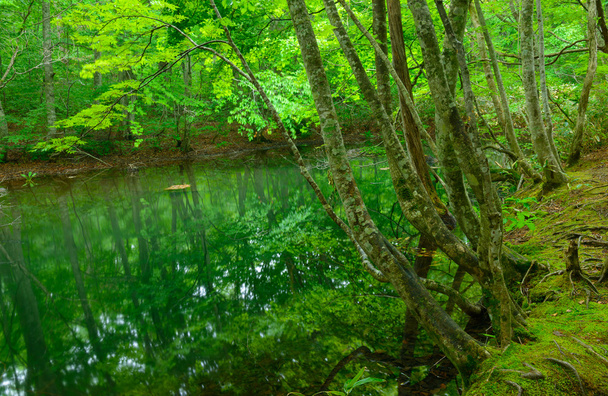 Tsutanuma Pond in Aomori, Japan - Фото, зображення