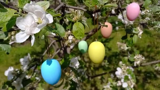 Veselé Velikonoce. rozkvetlý strom zdobený ozdobnými velikonočními vejci. Jarní zahrada, přípravy na Velikonoce. Selektivní soustředění. Náboženská dovolená - Záběry, video