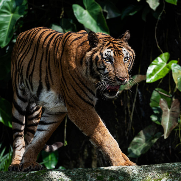 Un tigre camina en busca de comida en el bosque cuando tiene hambre. - Foto, imagen
