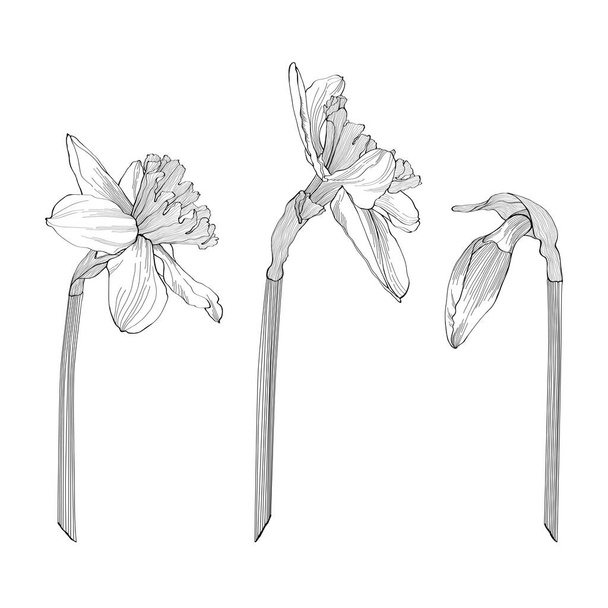 Daffodils set van enkele knoppen, planten op stengel en bos bloemen. Zwarte omtrek hand getekend schets van narcissen op wit. Vector element voor Pasen en lente bloemen ontwerp, kleurboek, tatoeage. - Vector, afbeelding