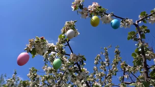 Feliz Pascua. Ramas de árbol floreciente, decoradas con huevos de Pascua decorativos, fondo de cielo azul. Jardín de primavera, preparativos para Pascua. Enfoque selectivo. Vacaciones religiosas - Imágenes, Vídeo