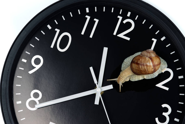 El caracol se arrastra en la esfera del reloj sobre un fondo blanco. - Foto, imagen