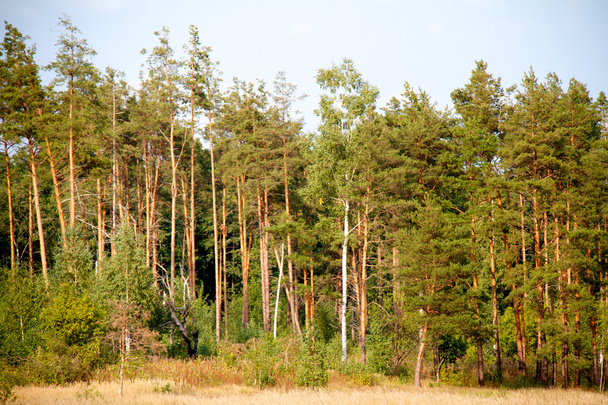 bos op zomer, Rusland - Foto, afbeelding
