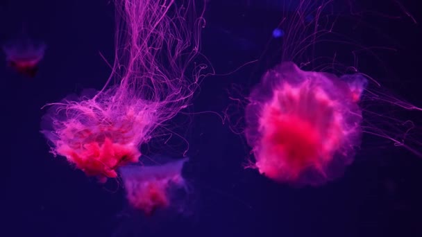 Medusas fluorescentes nadando en la piscina del acuario submarino con luz de neón roja. La medusa melena del León, Cyanea capillata también conocida como medusa gigante, medusa roja ártica, jalea capilar - Metraje, vídeo