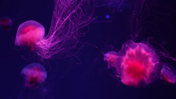 Méduses fluorescentes nageant sous la piscine aquarium avec lumière au néon rouge. Méduse crinière du lion, Cyanea capillata également connue sous le nom de méduse géante, méduse rouge arctique, gelée capillaire - Séquence, vidéo