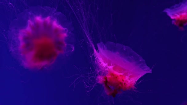 Medusas fluorescentes nadando en la piscina del acuario submarino con luz de neón roja. La medusa melena del León, Cyanea capillata también conocida como medusa gigante, medusa roja ártica, jalea capilar - Imágenes, Vídeo