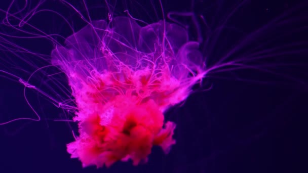 Fluorescent jellyfish swimming underwater aquarium pool with red neon light. The Lion's mane jellyfish, Cyanea capillata also known as giant jellyfish, arctic red jellyfish, hair jelly - Footage, Video