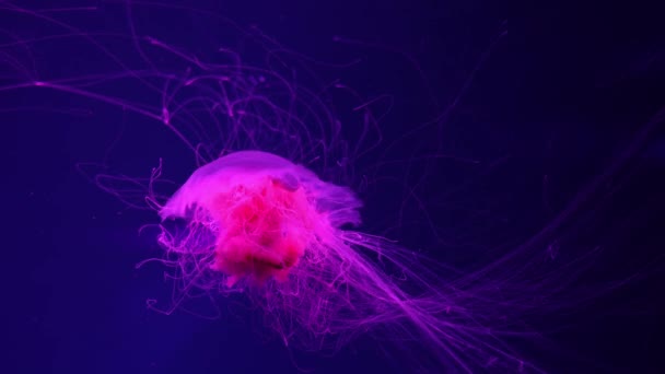 Fluorescencyjne meduzy pływające pod wodą basen akwariowy z czerwonym światłem neonowym. Meduza lwa, Cyanea capillata znana również jako meduza olbrzymia, meduza arktyczna, galaretka włosowa - Materiał filmowy, wideo