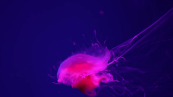 Fluoresoiva meduusat uinti vedenalainen akvaario allas punaisella neonvalolla. Leijonan harja meduusat, Cyanea capillata tunnetaan myös nimellä jättiläinen meduusat, arktinen punainen meduusat, hiukset hyytelö - Materiaali, video