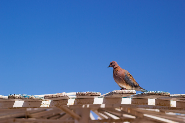 vahşi kahverengi güvercin - Fotoğraf, Görsel