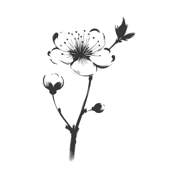 Kiraz çiçeği, botanik sanatı. Bahar bademi, sakura, elma ağacı dalı, el çizimi karalama vektörü çizimi. Güzel siyah mürekkep sanatı, beyaz arka planda izole edilmiş. Gerçekçi çiçek çiçeği çizimi - Vektör, Görsel