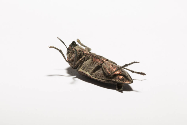Perotis lugubris ist eine Käfergattung aus der Familie der Buprestidae.Das Insekt ist ein Parasit. - Foto, Bild