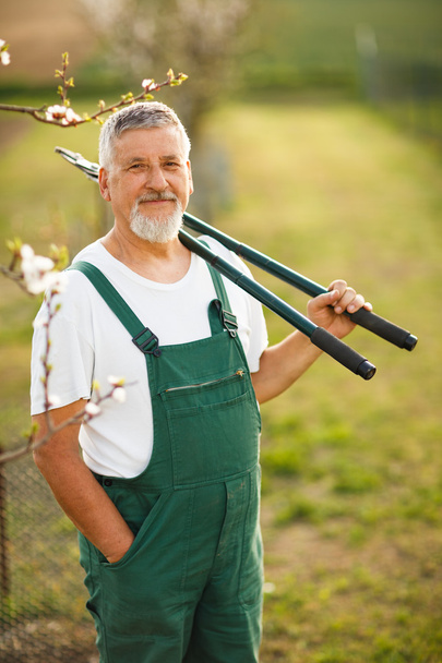 Handsome senior man gardening in his garden - Foto, immagini