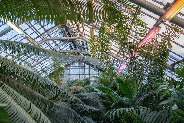 Große Palmen und Farne im tropischen Gewächshaus in der Wintersaison. Phytolampe für zusätzliche Beleuchtung. Grüne Pflanzen im botanischen Garten drinnen. Innenraum des Glashauses.  - Foto, Bild
