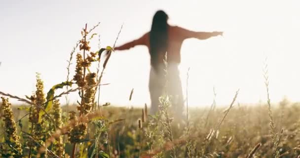 Natuur, vrijheid en rug van de vrouw in een veld dat de zonsondergang omarmt met planten, gras en groen. Energie, bewegende en vrouwelijke persoon met bladeren voor een rustige of vredige omgeving op het platteland - Video
