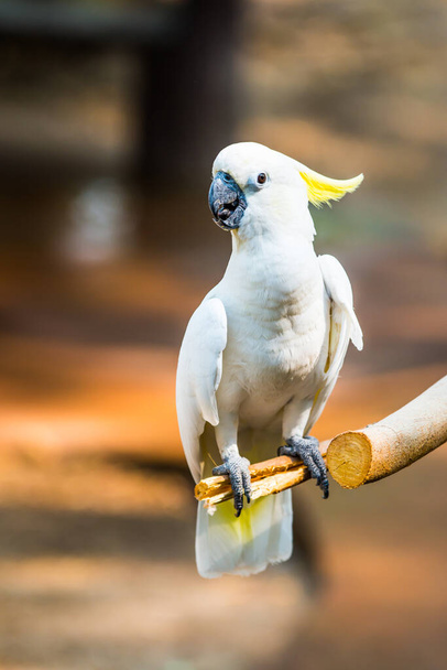 Portrait of Yellow-crested Cockatoo, Thailand - Photo, Image