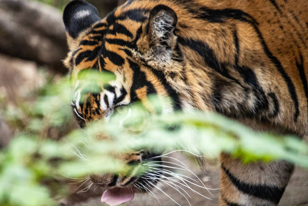 Tokio, Japón, 31 de octubre de 2023: Primer plano de un tigre lamiéndose los labios en un recinto zoológico - Foto, Imagen