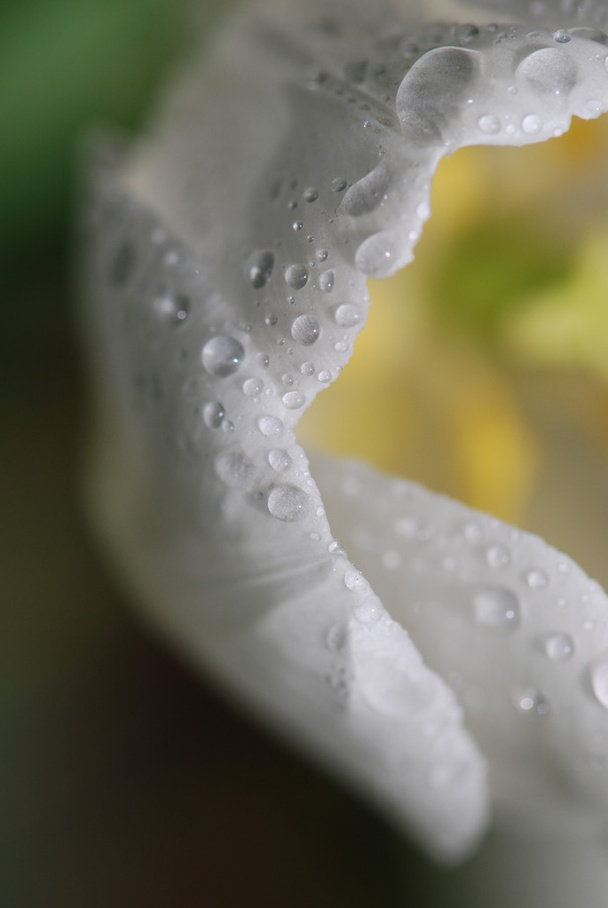 Morning dew on fresh tulip - Фото, изображение