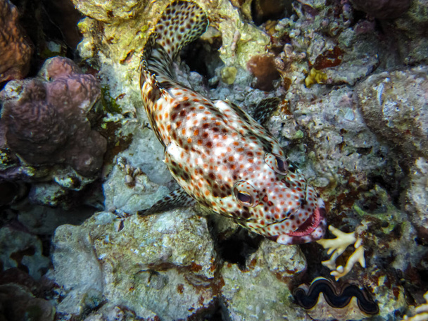 Grasoso mero o Grouper tauvina en el arrecife de coral del Mar Rojo - Foto, Imagen