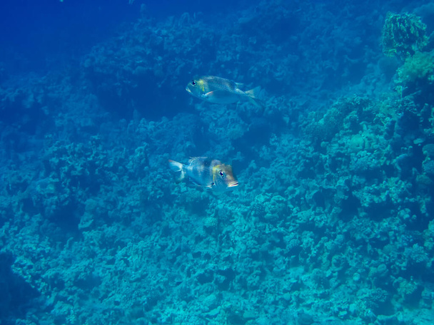 Одноглазый дедушка в коралловом рифе Красного моря - Фото, изображение