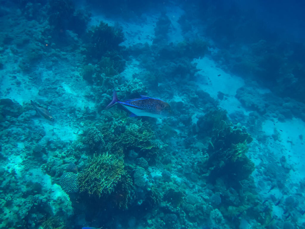 Monotaxe grandoculis v korálovém útesu Rudého moře - Fotografie, Obrázek