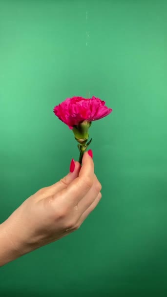 Κάθετη από αγνώριστη γυναίκα κρατά ένα ροζ λουλούδι στο χέρι της, αφήνοντας σταγονίδια νερού να πέσουν απαλά σε ένα γαρύφαλλο σε εσωτερικούς χώρους, συμβολίζοντας φρεσκάδα, ενυδάτωση. Έννοια της γυναικείας ομορφιάς και της αυτοφροντίδας - Πλάνα, βίντεο