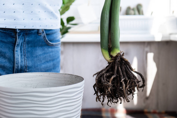 家に植えられた植物サリオカスを新しい鍋に移植する. 屋内植物を目覚めさせる。 新しい地面に植え替え,熱帯植物,持続可能性,環境を大切にする男性の手. スプリングハウスケア - 写真・画像