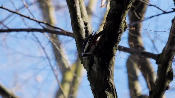 (Dendrocopos major) aan een boom op een zonnige dag op zoek naar voedsel. - Video