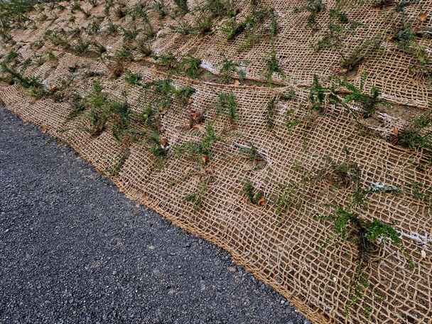 ensuring slope against erosion of substrate and soil by rain. planting of evergreen undemanding creeping shrubs around  warehouse, road, in cut of  highway or railway line, track, stability, highway - Photo, Image