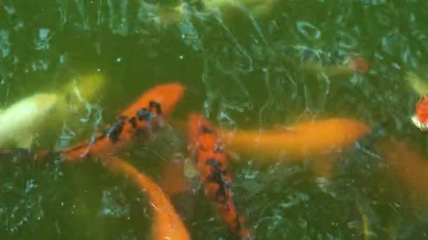 peces de carpa en el estanque, vista de cerca - Imágenes, Vídeo