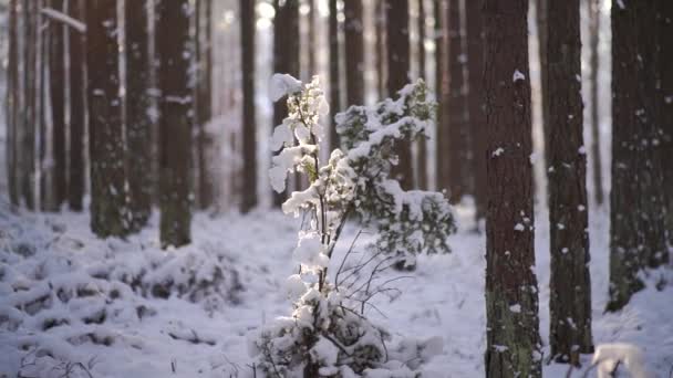 μικρό πεύκο καλύπτεται με λευκό χιόνι σε μια ηλιόλουστη μέρα. Χειμερινό δάσος με ήλιο - Πλάνα, βίντεο