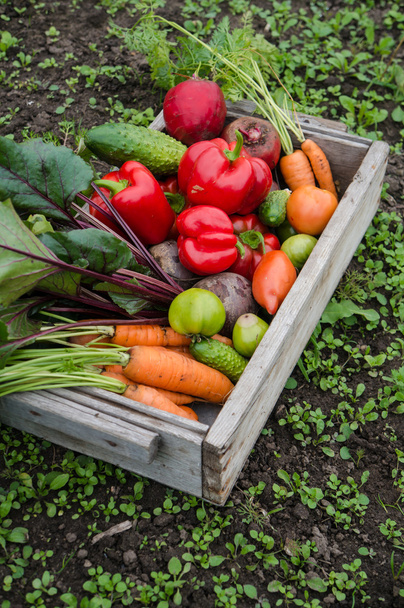 Verduras en una caja
 - Foto, imagen
