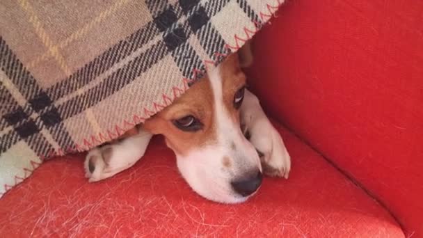 Lindo perro beagle debajo de una manta, durmiendo en una silla roja. Canino beagle de tres colores bajo un edredón que descansa sobre una silla en la sala de estar. Sillón cubierto con pelo de perro. El concepto de orden con las mascotas. - Metraje, vídeo