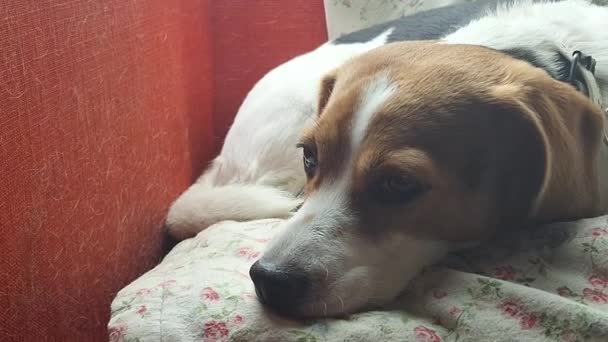 Unelias beagle-koira lepää punaisella nojatuolilla. Nukkuva koira punaisella tuolilla täynnä koiran karvoja. Kotitalouden puhtauden käsite lemmikkieläinten kanssa. - Materiaali, video