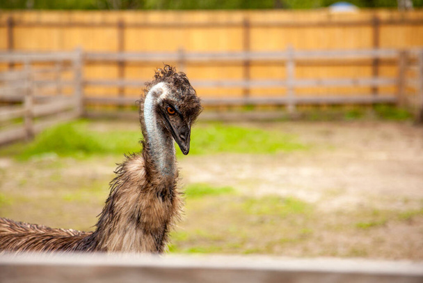 Vista de cerca de avestruz australiano emu conocido como Dromaius novaehollandiae es el segundo ave viva más grande del planeta. Ganadería avestruz, concepto de agricultura ecológica - Foto, imagen