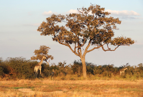 Giraffen in Botswana - Foto, Bild